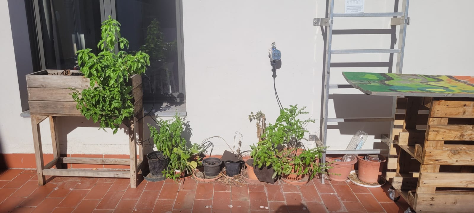 2025 09 05 Terrat CB La Barraca Amb Plantes I Rec